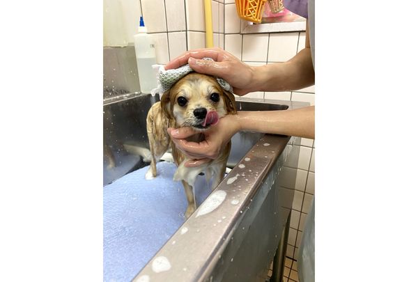 ペットケアハウス わんことにゃんこ ペットサロン トリミング 栃木県佐野市 Eparkペットライフ ペットケアハウス わんことにゃんこ ペットサロン トリミング 栃木県佐野市 Eparkペットライフ