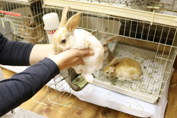 うさぎのおしろ ウサギ専門 ペットサロン トリミング 愛知県春日井市 Eparkペットライフ