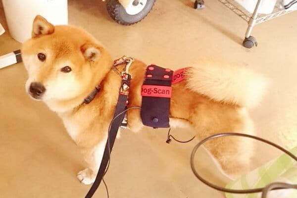 ペットの便利屋さん ミネルバ ペットサロン トリミング 兵庫県神戸市東灘区 Eparkペットライフ