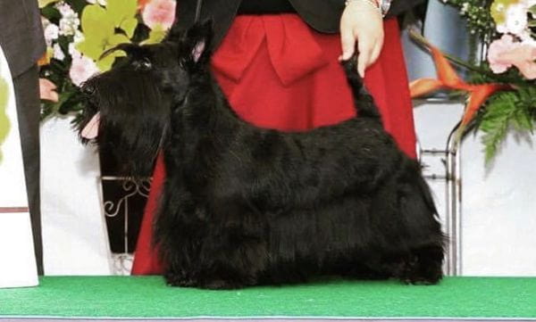 Dog Salon Wagoo【テリア犬種専門】