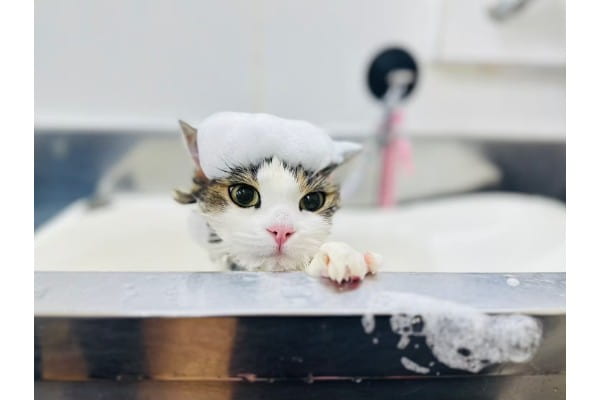 ねこちゃんのシャンプータイム