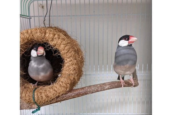 ことりのおうち ～触れあいインコカフェ～（ペットサロン・トリミング