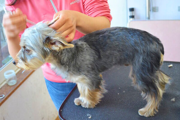 1頭1頭のペースを大切にトリミングにあたっています