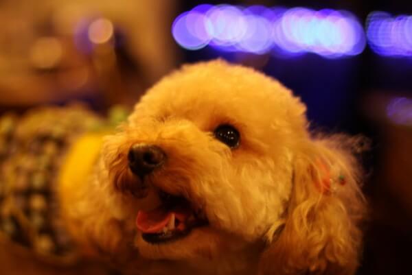 ビスキーハウス ペットサロン トリミング 静岡県伊東市 Eparkペットライフ