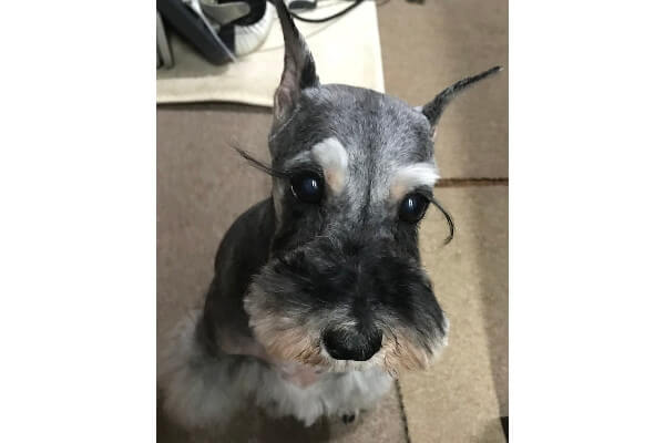 ビスキーハウス ペットサロン トリミング 静岡県伊東市 Eparkペットライフ