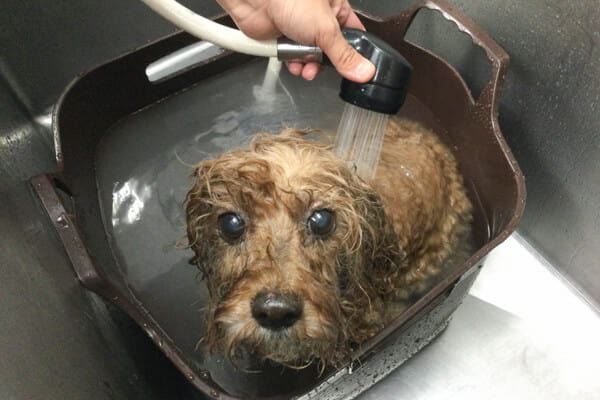 オプションメニューも多数ご用意