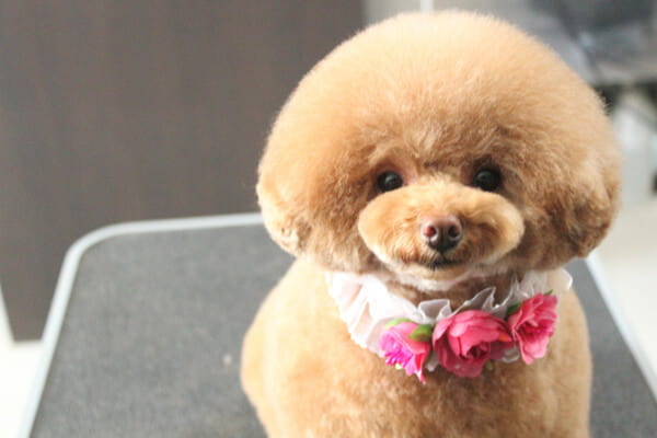 オプションメニューも多数ご用意