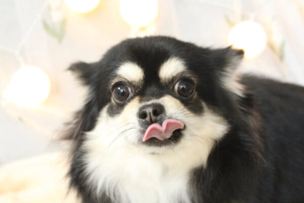 １～3時間ほどワンちゃんをお預かりしています