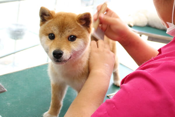 1頭1頭に合わせたシャンプーをご用意しています