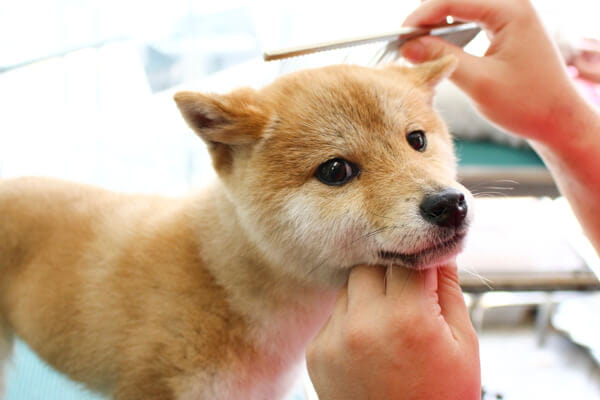 飼い主さまとの信頼関係を大切に、愛犬が暮らしやすいカットをご提案いたします