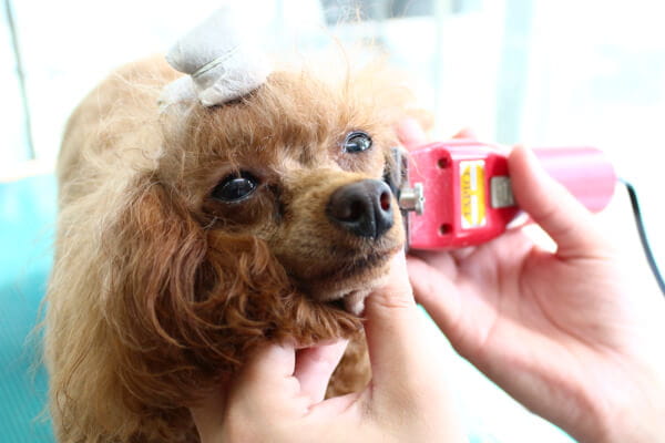 負担の少ない優しいトリミングに注力しています