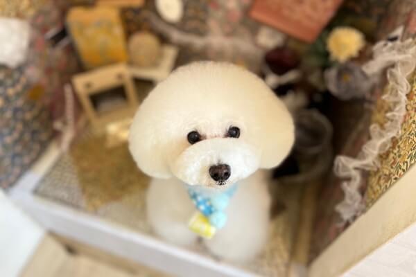 ペット美容室 dog salon & spa オファー furufuru フルフル 愛知県名古屋市東区東区