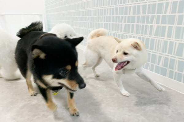 日中はフリースペースで、他のワンちゃんたちと一緒にのびのび遊べます