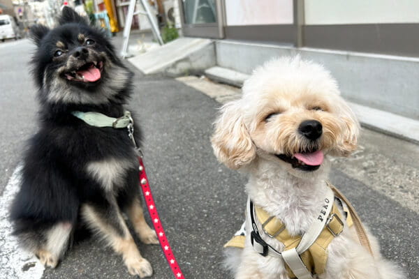 お散歩中の様子