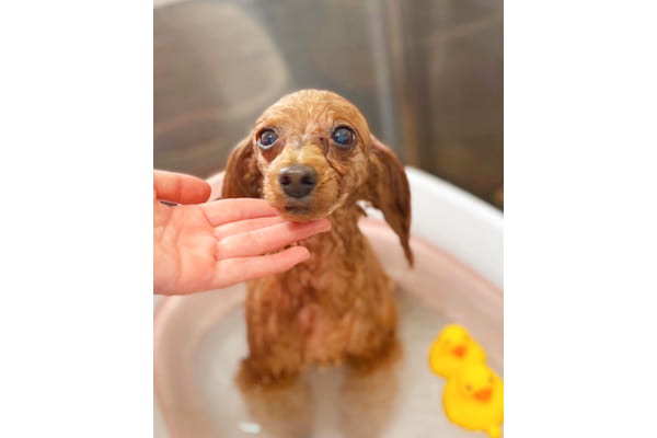 厳選したシャンプーやオプションメニューで、極上のSPA時間をご提供