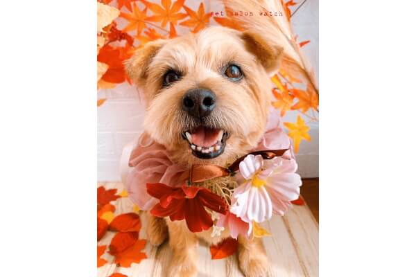 仕上がりイメージ