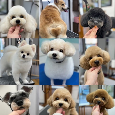当店のトリマーたちによるカット集