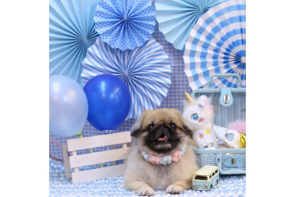 仕上がりイメージ