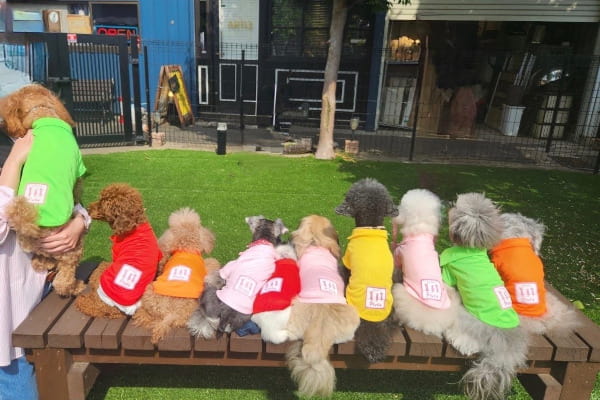 ワンちゃんの様子