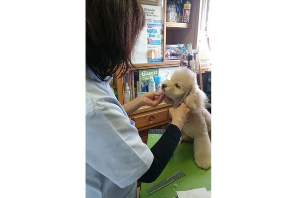 ペット美容室 ルナ ペットサロン トリミング 徳島県板野郡 Eparkペットライフ